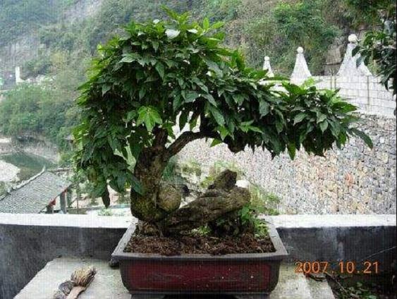 株洲下岗职工投资近十万种红豆杉盆景滞销