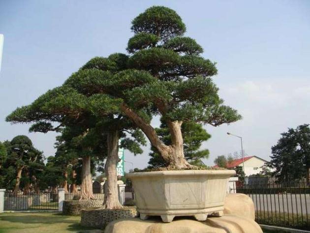 岳阳楼花木盆景协会喜迎十周年