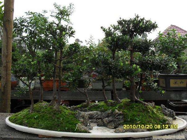 第七届华中地区盆景学术讨论会在岳阳召开