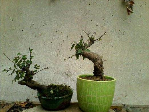 常德市首届盆景展紧张筹备中