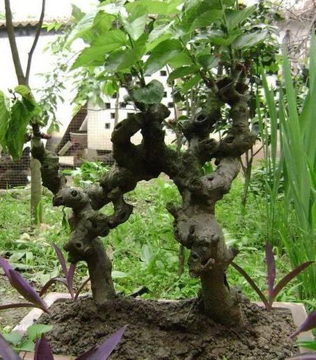 常德第一届盆景展