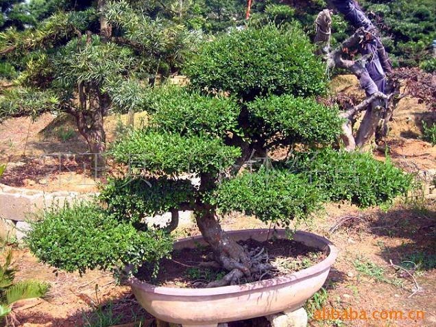 美丽的张家界盆景