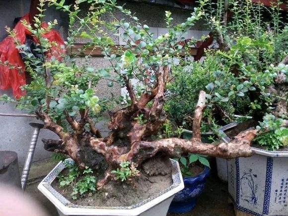 评论:张家界咋成了私家盆景?