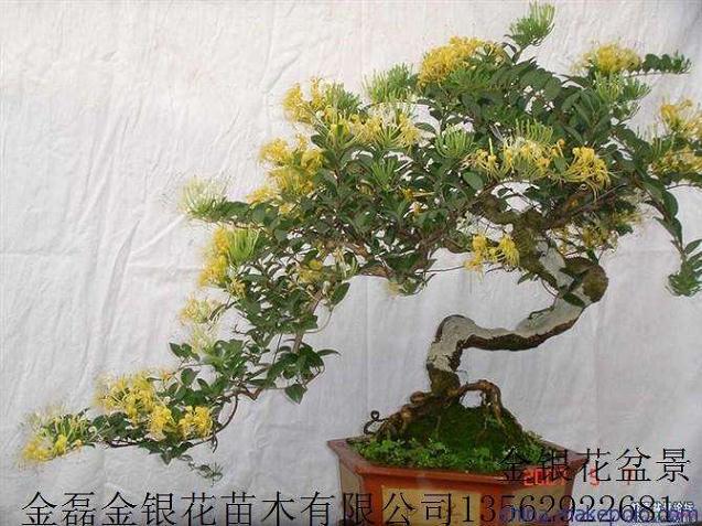 永州市东安县成立花卉盆景协会