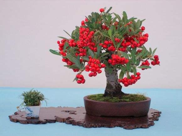 浏阳：红豆杉做成盆景卖 身价翻十倍