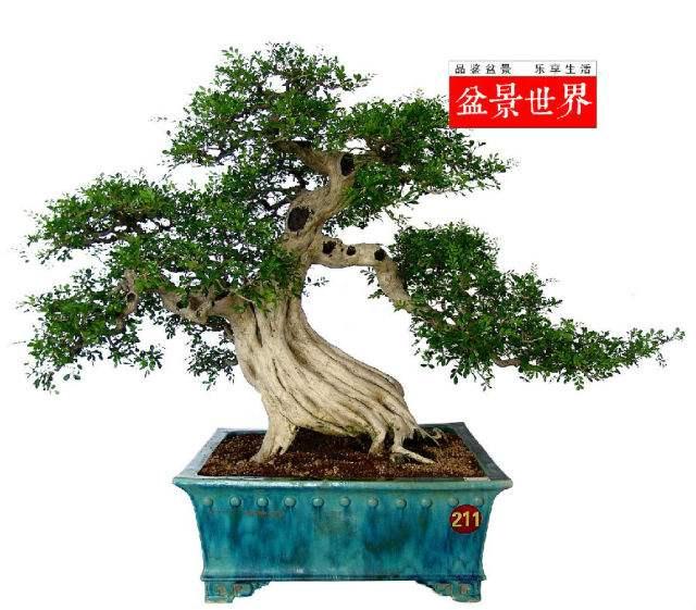 中国大陆首次全球性国际盆景赏石博览会广东开幕