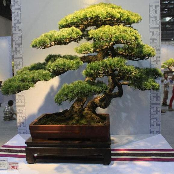 智力开发不是盆景制作