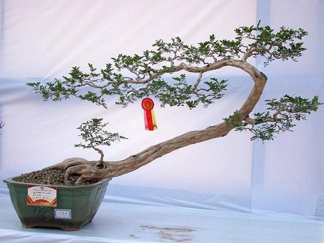 电脑盲建起佛山首个盆景网站