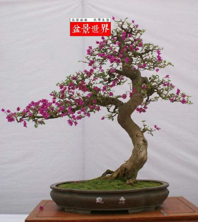 盆景不是春天的象征