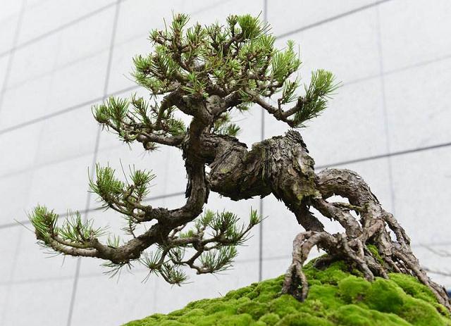 钟情盆景廿余载成为