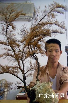 广东南澳渔民网获罕见&ldquo;盆景&rdquo;海柳