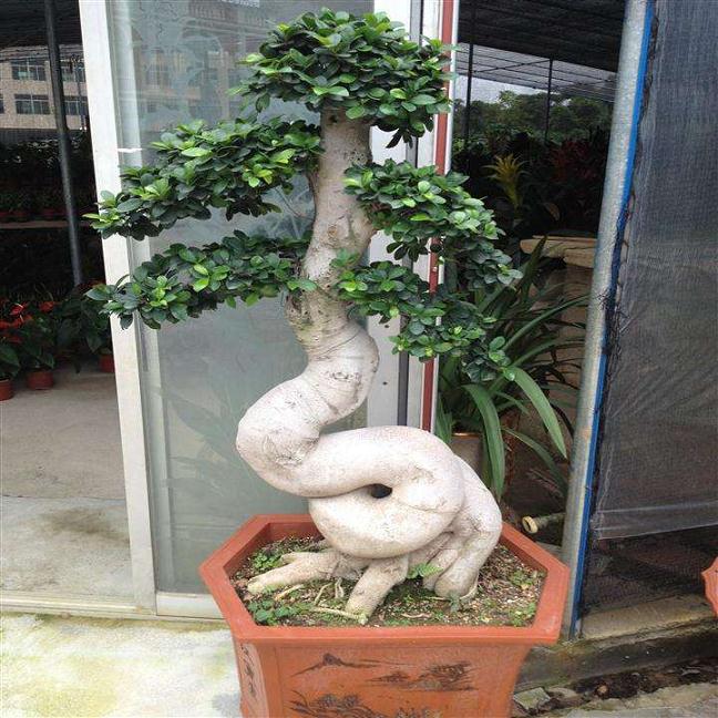 广东韶钢盆景雅石艺术节