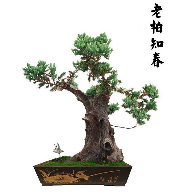 广东五邑文化广场的盆景展