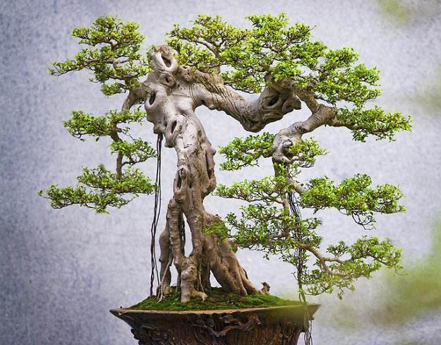 第二届广东海峡两岸花卉、盆景、农特产品成果精品特展