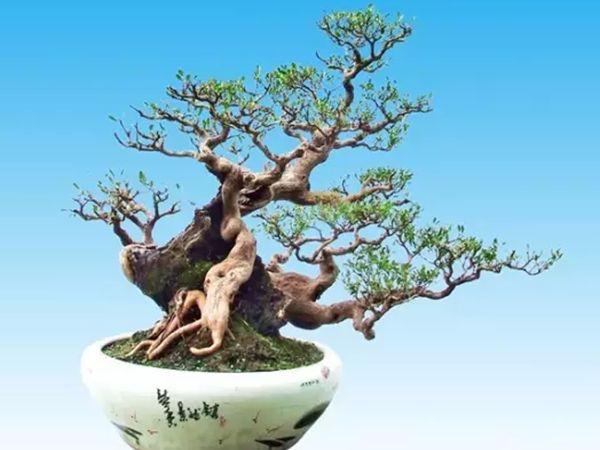 广东顺德成功申办2006年第六届世界盆景展