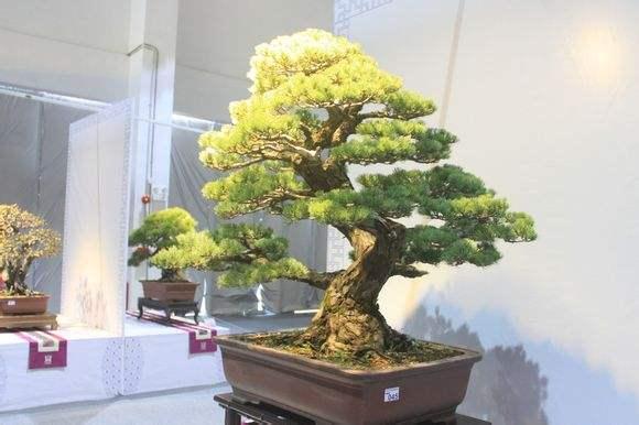 新浪广东新闻中心 有个造型别致的盆