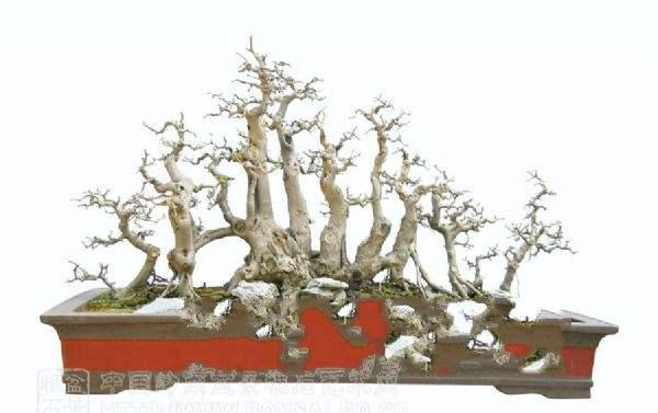 广东梅州大埔申请设立省级森林公园