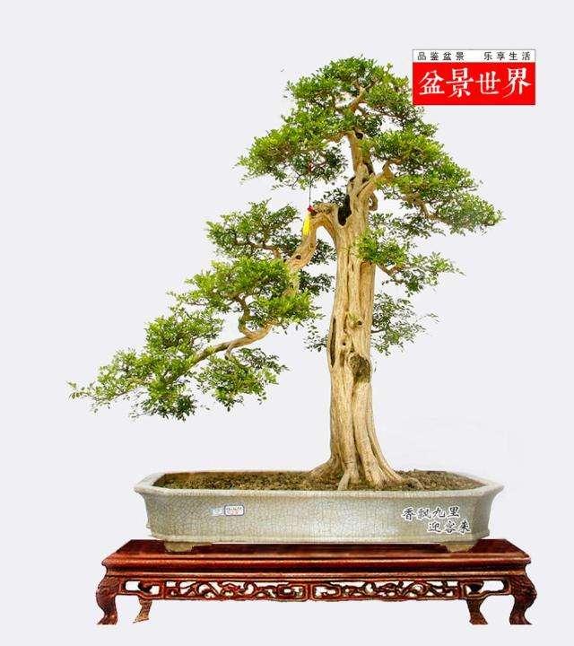 广东江门新建改造绿地约20万平方米 城市环境更漂亮了