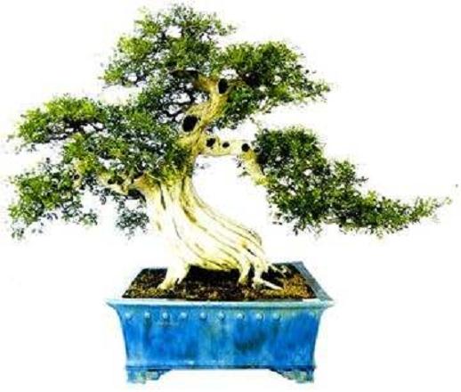 广东中山的红豆杉盆景展区