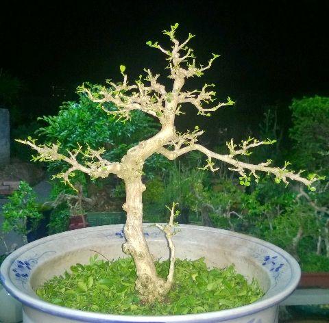 广东中山古镇召开的第二届海内观光石盆景展