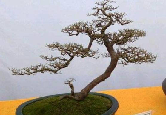 广东盆景出口年增长10%