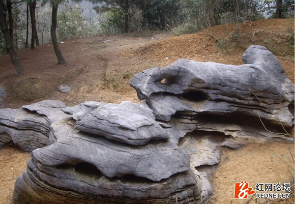 裸露出来的石头造型奇特(网友供图)