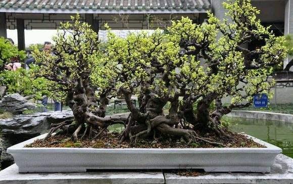 广东举办世界首届国际盆景?雅石博览会