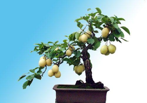 果树盆景销往广东 年赚百万