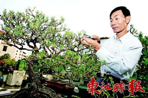 罗伟源3盆景揽回首届广东盆景协会会员作品展1金2银