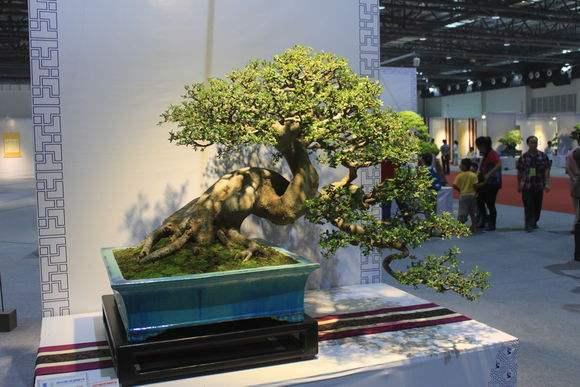 广东茶山两盆景在全国大赛摘银夺铜