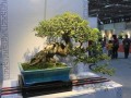 广东茶山两盆景在全国大赛摘银夺铜