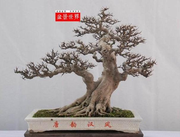 广东：古树良才育盆景生机盎然雅趣多