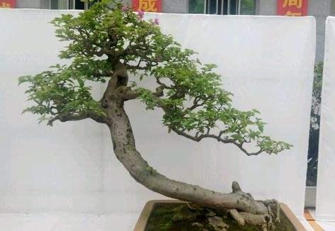 海峡两岸盆景业峰会开幕群英云集金坛