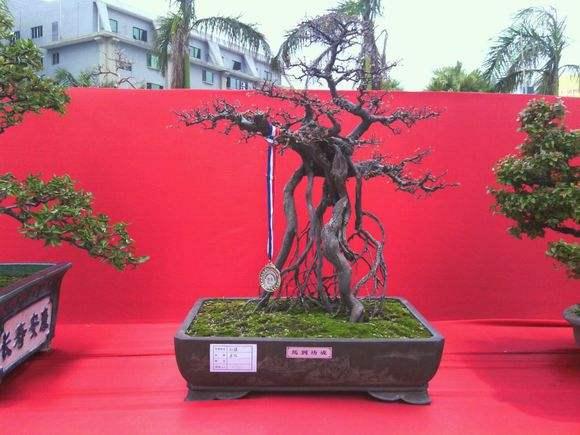 常州海峡两岸盆景精品展