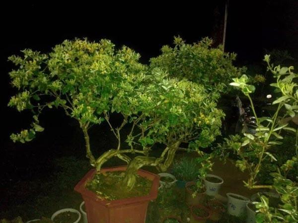 第二届海峡两岸花卉盆景农特产品成果展广东举行