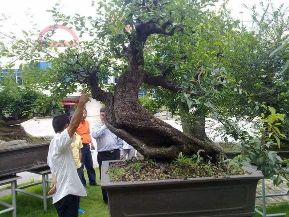 广东:“东莞盆景园艺世界”等项目落户麻涌