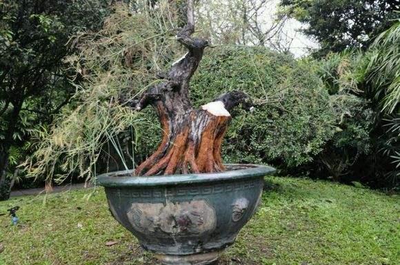 广东:价值千万元古木盆景将亮相