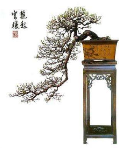 广东江门:窃贼盗名贵盆景 先考察花市