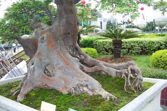 广东：顺德容桂可免费观看价值2亿元盆景和奇石