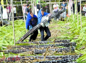广东广州南沙甘蔗难卖 改卖&ldquo;节节高 甜蜜蜜&rdquo;甘蔗盆景