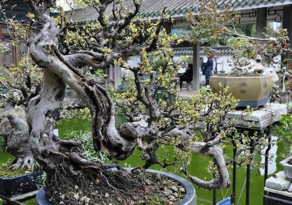 首届中国盆景国家大展在广东中山古镇开幕