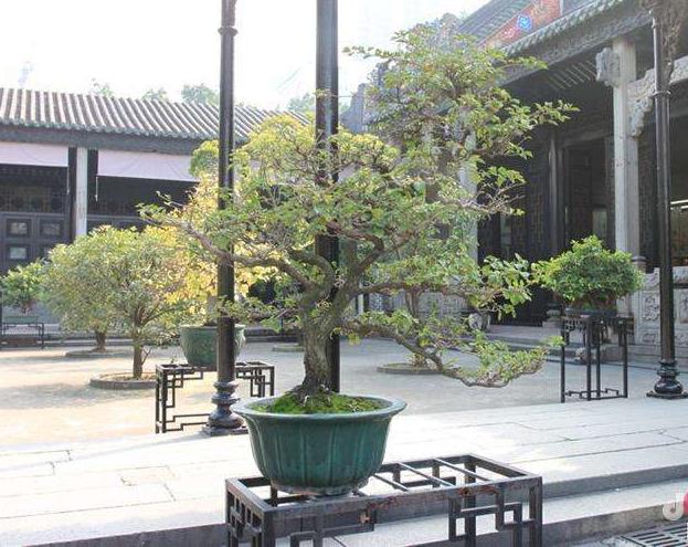 广东:我家小盆景 全城大花园