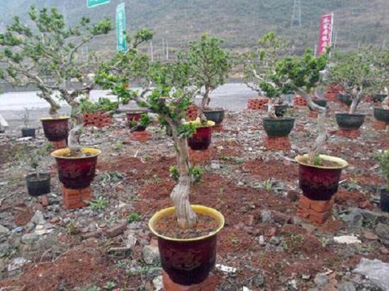 广州日报：放弃&ldquo;无心插柳&rdquo;关注&ldquo;盆景足球&rdquo;