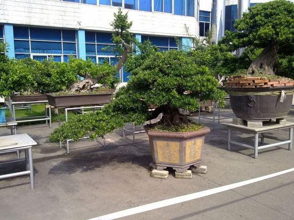 游新疆“盆景”广州飞程仅6小时