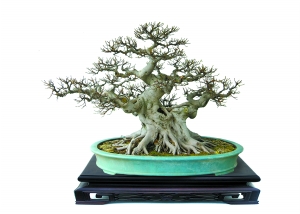 广州国际盆景邀请展今起在中山纪念堂举行