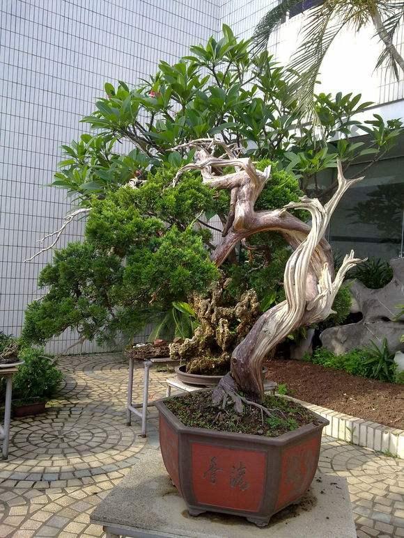 2010年广州国际盆景邀请展盛大开幕