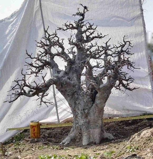 广州展出800盆世界各地盆景精品