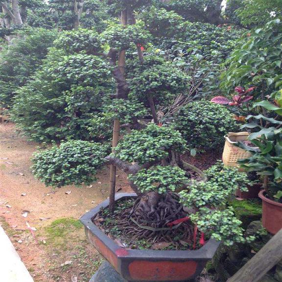 广州输欧盆景企业通过欧盟FVO专家检查