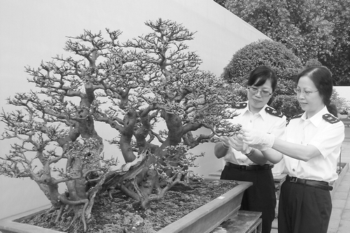 第13届亚太盆景赏石大会首次在广州举行(图)