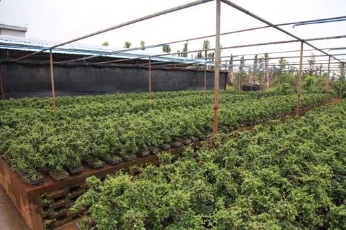 金兴园艺场培育的这些盆栽已经成批量地销往欧美国家